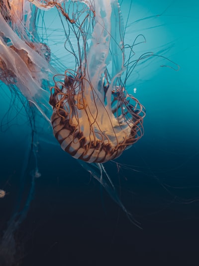 Underwater brown white jellyfish
